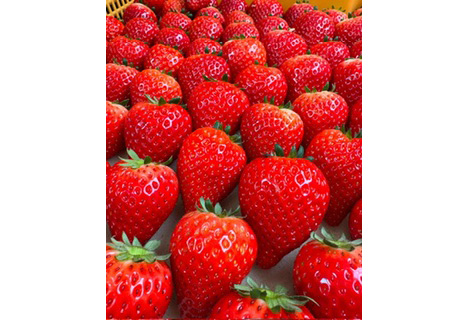 No.406 訳あり　おいしいいちご　有機JAS認証いちご　700g　36粒