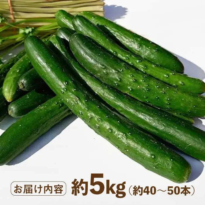新鮮きゅうり 約5kg /株式会社 y's company（utsu和ya）[UDX002]きゅうり