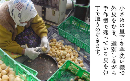 【先行予約】越前大野の里芋の洗い子【冷蔵】2kg【11月より順次発送】 ｜ 里芋 里いも さといも