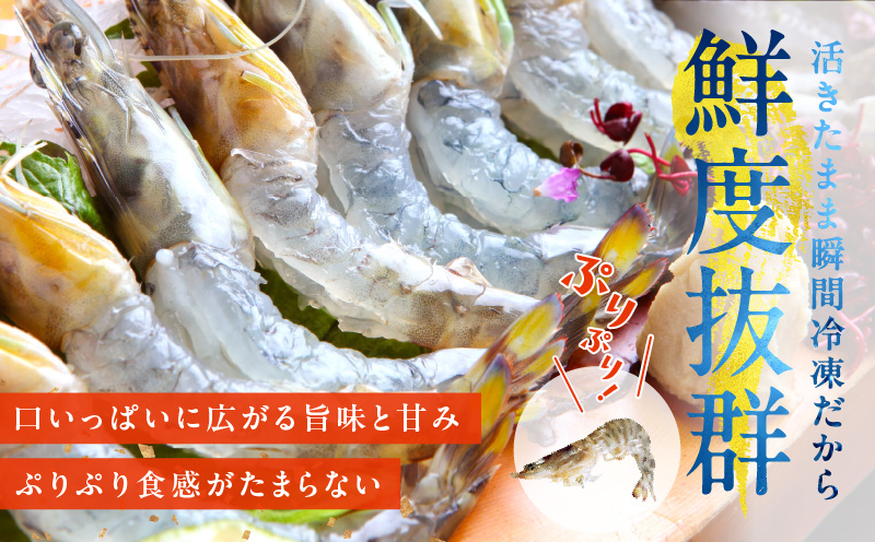 【生食可】泉州車えび 300g【先行予約】