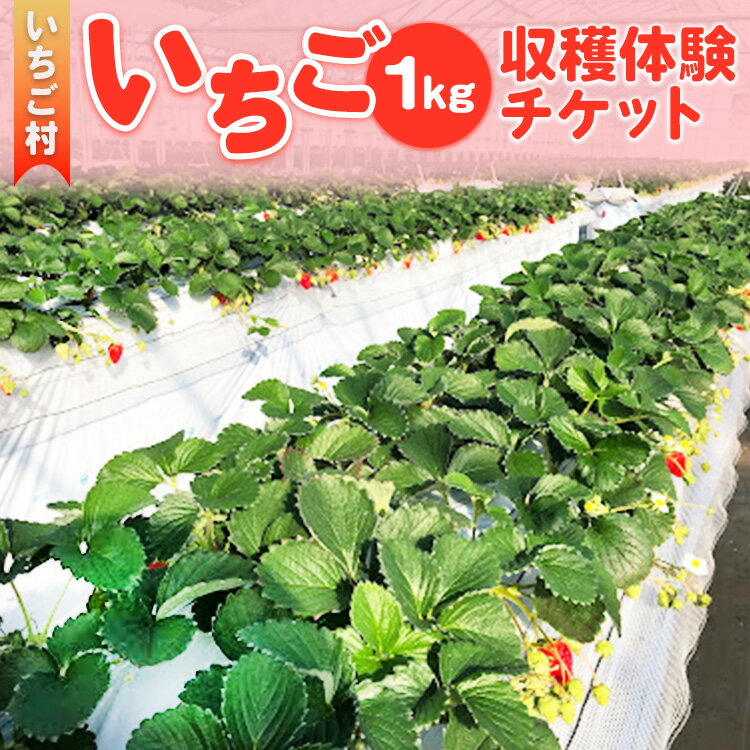 【ふるさと納税】10-36　いちご村　いちご（1kg）収穫体験チケット（ビニールハウス内では食べられません） ※沖縄・離島への配送不可