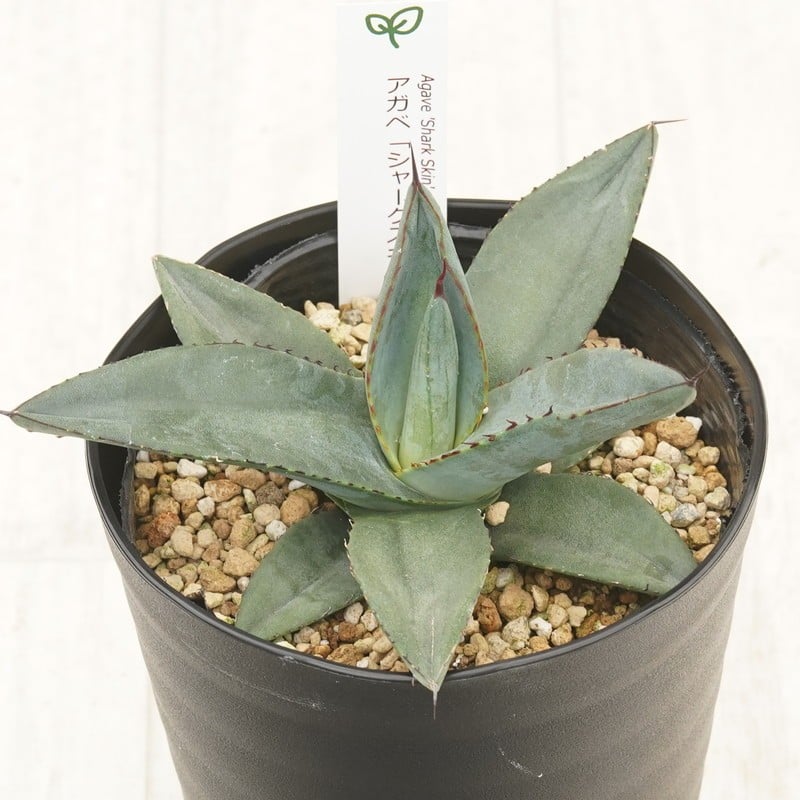 
            アガベ 「シャークスキン」 4.5号鉢 四国ガーデン 人気 多肉植物 インテリア 観葉植物 グリーン リラックス | C135
          