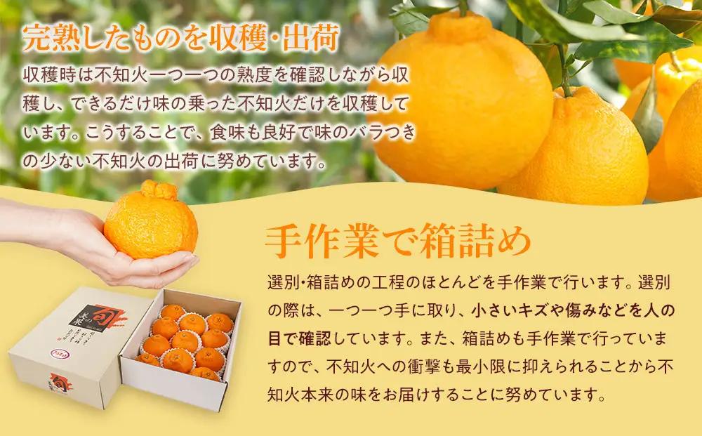 アルギット 不知火 約2.5kg 中玉 サイズ（11～12玉）しらぬい
