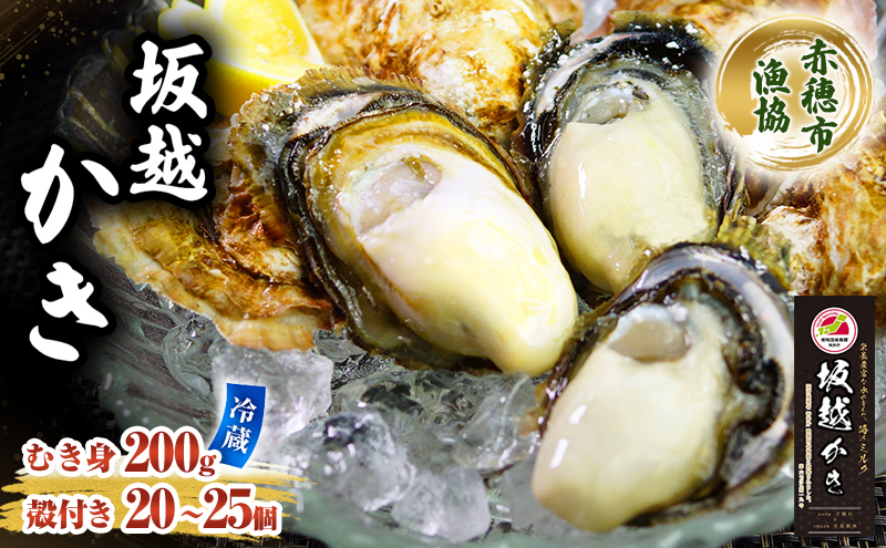 牡蠣 坂越かき 殻付き ＋ むき身 セット 殻付き20個～25個 むき身200g(計2kg) 牡蠣ナイフ付き 冬牡蠣 かき カキ 魚貝類／生牡蠣／かき シーフード