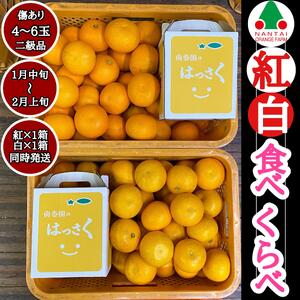 有田 はっさく 紅白 食べくらべ 手さげ箱 （ 2L×4玉・L×5玉・M×6玉のいずれか ※サイズ指定不可 ） ちょっと傷あり 二級品