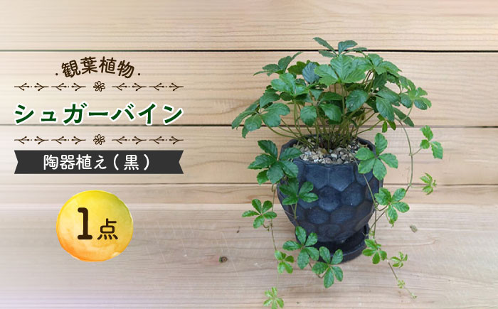 
            【11月～5月発送】シュガーバイン 陶器植え (黒) /  陶器 観葉植物 鉢植え 植物 インテリア / 大村市 /  アトリウム琴花園[ACZZ012]
          