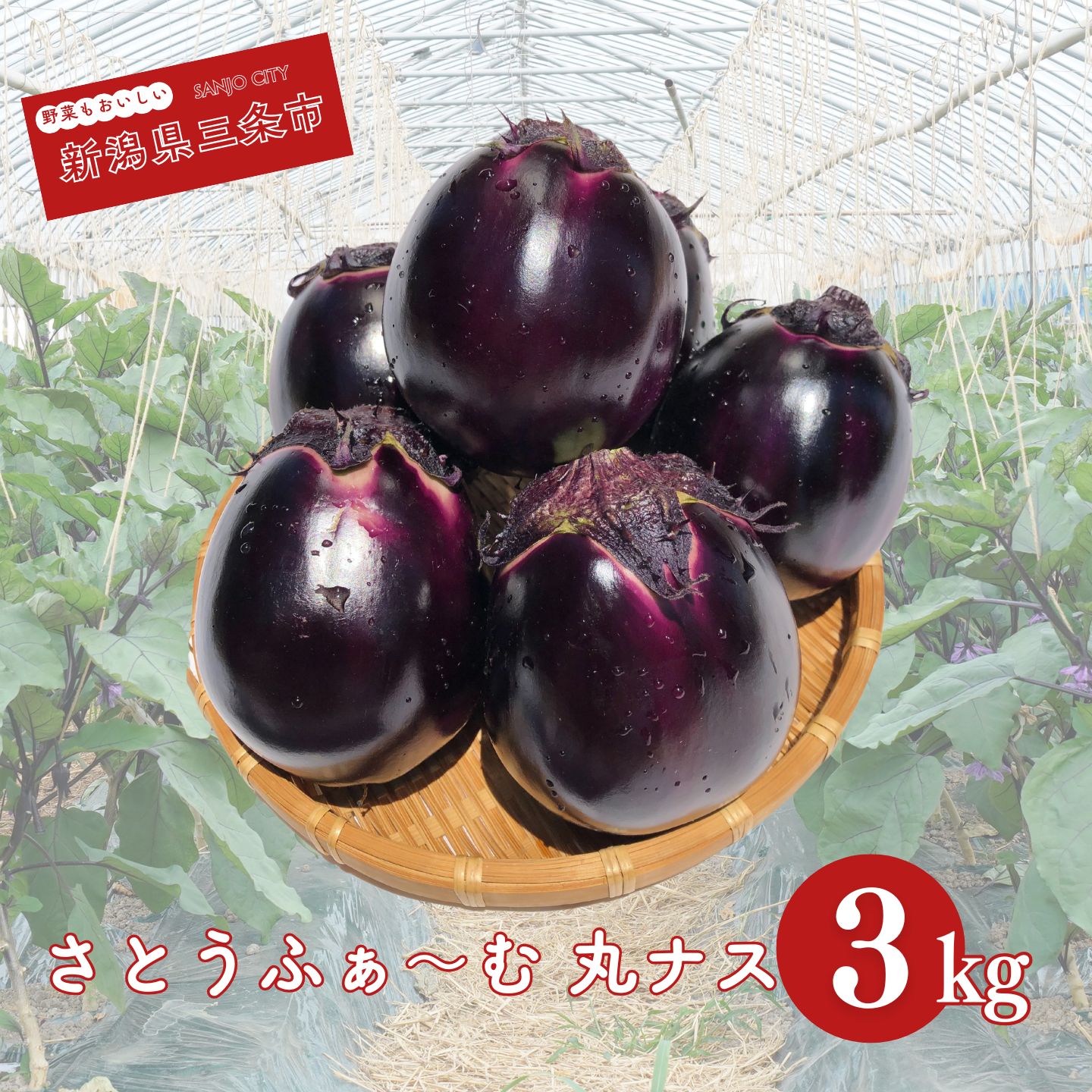 【ふるさと納税】丸ナス 約3kg 令和8年度 灰汁が少なく甘味がある丸ナス なす 茄子 野菜 新潟県 三条市産 [さとうふぁ～む] 【010S017】