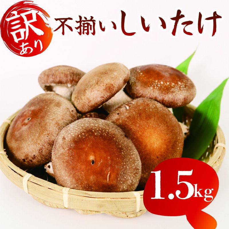【ふるさと納税】 【選べる配送月】 訳あり 不揃い 生しいたけ 1.5kg 生 しいたけ シイタケ 椎茸 大ぶり 朝 収穫 食べ応え 厚い 肉厚 うまみ 菌床 栽培期間中 農薬不使用