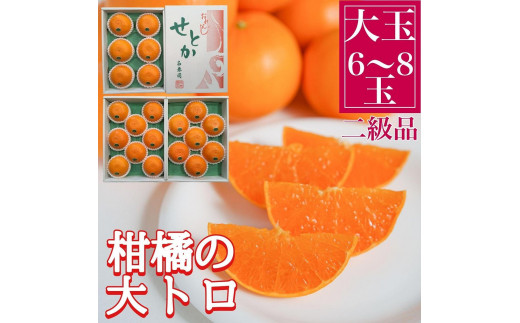 
                  ちょっと 傷あり 柑橘の大トロ ハウス せとか 大玉 6 ～ 8玉入 化粧箱 南泰園
                