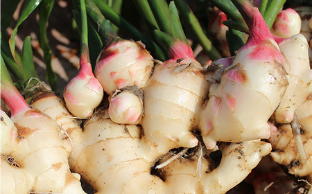 貴重！豊岡市産、日本ミツバチのはちみつで作った はちみつ生姜 150ml / はちみつ 国産 蜂蜜 ハチミツ 兵庫県産 こうのとり生姜 日本ミツバチ ショウガオール お湯割り 炭酸割り はちみつジンジ