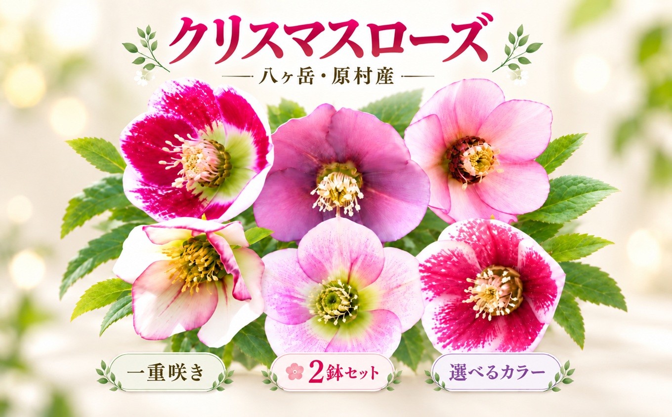 八ヶ岳・原村産　クリスマスローズ（一重咲き）2鉢セット | クリスマスローズ 花苗 鉢植え 鉢花 信州 八ヶ岳 長野県 諏訪郡 原村
