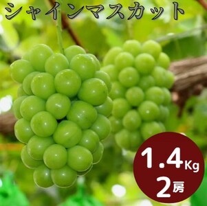 岡山県産 シャインマスカット 1.4kg以上(2房) ＜9月中旬から10月中旬発送＞ _A18