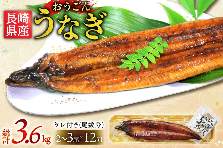 うなぎ 国産 蒲焼 長崎県産 おうごんうなぎ 約300g 2尾〜3尾 12回 定期便 総計 約3.6kg [松永水産 長崎県 平戸市 hr42bgy400106] 鰻 うな重 うな丼 ひつまぶし 蒲焼