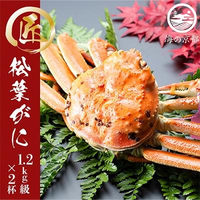ふるさと納税 宮津市 茹で松葉蟹　特々大　2杯　(1,200g級)