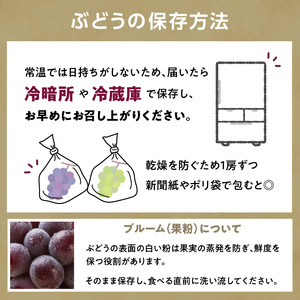 《先行受付》贈答規格 大粒ピオーネ 3～4房 約2kg【2026年9月中旬頃～発送予定】【山形ぶどう・大江町産・小林葡萄園】 024-002