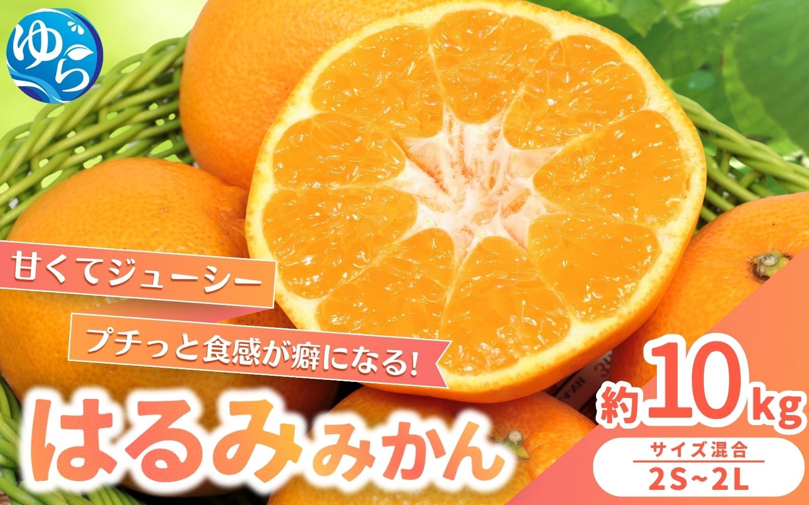 
            【来シーズン先行予約】農家直送  はるみみかん 約10kg S～4Lサイズ混合 ※2026年2月上旬～順次発送農家直送 / くだもの  果実  柑橘 果物 フルーツ 国産 和歌山県 由良町 ご家庭用 人気 おすすめ【nktn013】
          