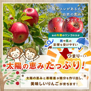 【11月下旬発送】農園応援企画 訳アリ サンふじ  5kg ( 12 ～ 20玉 )｜りんご アップル 松本市 家庭用 フードロス サンふじ りんご 林檎  人気 果物 フルーツ 信州 美味しい 訳ア