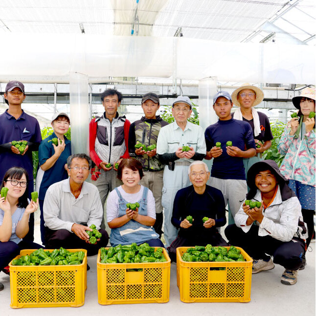高知県産 植田ファームのこだわりピーマン 1kg ピーマン 新鮮野菜 サラダ 野菜 おかず 詰め合わせ 絶品 お取り寄せ 美味しい 料理 おうちごはん 新鮮 大容量 消費 国産 日本産_イメージ4