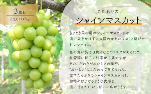 【2026年先行予約】桃・ぶどう・梨が全４回届く岡山フルーツ定期便 (岡山県産)【KF-T006-03】