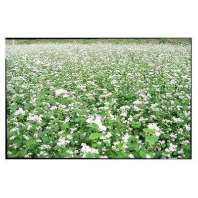 ふるさと納税 城里町 R7年産　　常陸秋そば　石臼挽きそば粉1kg 　新そば |  | 01