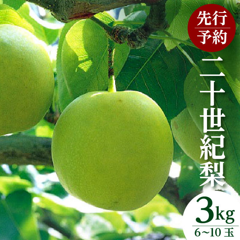 【ふるさと納税】【先行予約】梨 20世紀梨 香住梨 3kg 秀品（Aランク）【L～5Lサイズ混合 6～10玉】なし 果物 大人気 おすすめ 返礼品 二十世紀梨 兵庫県 香美町 香住 フルーツ ナシ 贈答品 ギフト 青梨 和梨 国産 たじまんま JAたじま 76-02 送料無料