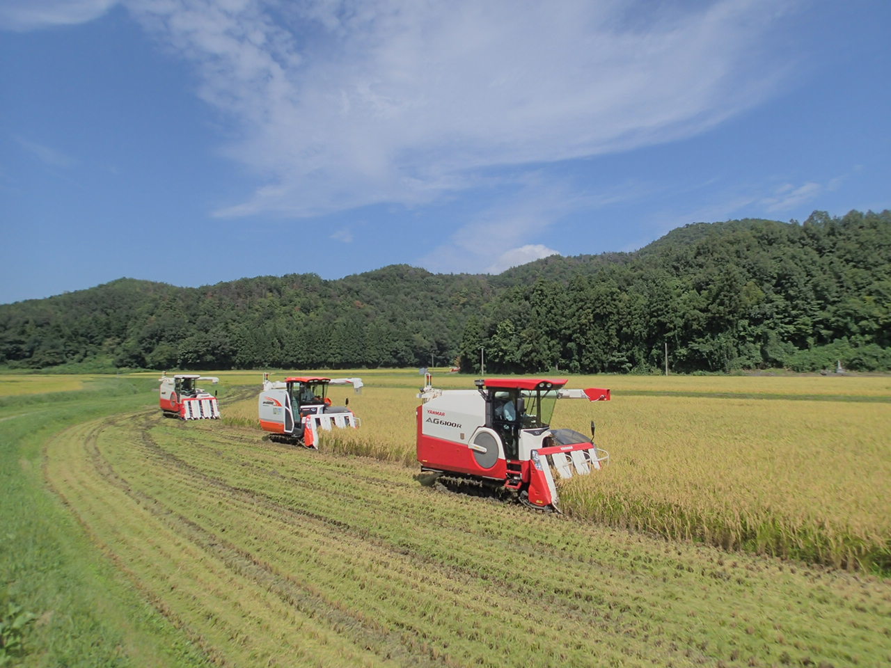 令和6年産 新潟県産 越後菅谷 新之助 5㎏【 新潟県産 新発田産 米 5kg 越後菅谷 新之助 数量限定 】D18-02