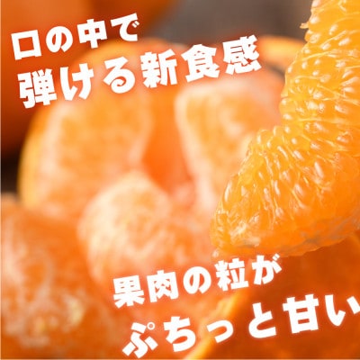 えひめ　今治産　はるみ　5kg【B253】【配送不可地域：離島】