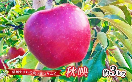【2026年先行予約】 りんご 秋映 約3kg 林檎 リンゴ 果物 くだもの フルーツ デザート 旬の果物 旬のフルーツ 長野県 長野 信州[№5312-1527]