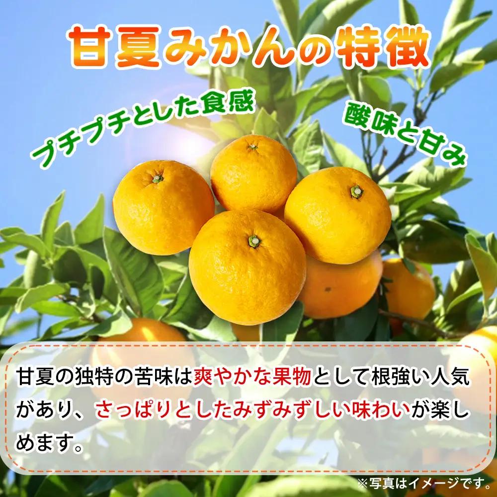 【ご家庭用訳あり】紀州有田産 すっきり爽やか 甘夏みかん 8kg  ※2027年3月中旬頃〜3月下旬頃に順次発送予定 / 甘夏 あまなつ みかん ミカン 蜜柑 温州みかん 柑橘 フルーツ 果物 くだも