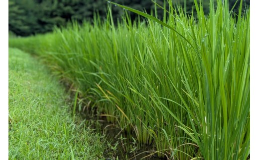 令和7年産 白川の美米 2kg/5kg/10kg 南小国産 玄米 白米 3分づき 5分づき 7分づき 森のくまさん 精米 米 お米 ご飯 ごはん 無農薬 農薬不使用 自然栽培 産地直送 白川自然農園 
