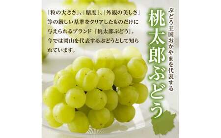 【2025年発送】びぜん葡萄「桃太郎ぶどう」（露地栽培）1房入×4箱セット 【 岡山県備前市産 桃太郎ぶどう 露地栽培 1房入×4箱セット 】