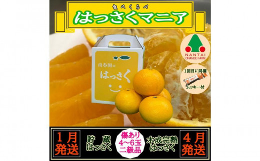 
                  1・4月発送 全2回 定期便 はっさく マニア 貯蔵 ＆ 木成完熟 傷あり 二級品 4 ～ 6玉 手さげ箱 和歌山 有田 南泰園
                
