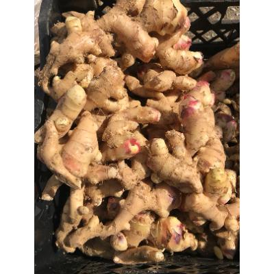 ふるさと納税 苅田町 生姜パウダー　200g |  | 03