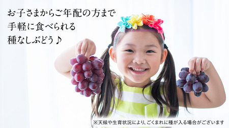 「 クイーンニーナ 」「 シャインマスカット 」「 ピオーネ 」の3色 詰め合わせ ( 種なし ) 約 1.6kg 各 1房 ご家庭用 【茨城県共通返礼品/石岡市】 葡萄 ブドウ しっかり 歯ごたえ 