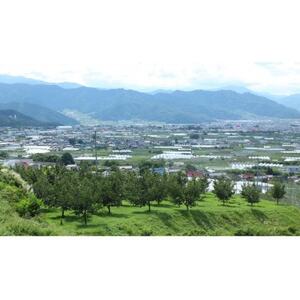 長野限定　信州中野産　産地直送　クイーンルージュ(赤ぶどう)　約1kg(2～3房)【配送不可地域：離島】【1541970】