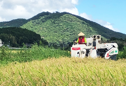 《令和７年産 新米》田代農園の定期便『長狭米コシヒカリ（一等米）』【玄米６kg】×12カ月　[0216-0002]
