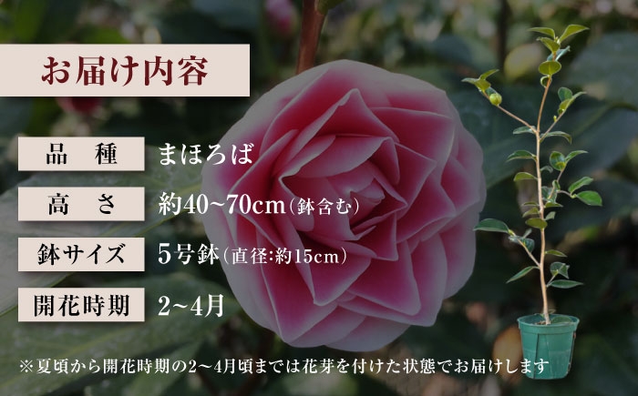 濃桃色に白覆輪！洋花のように華やかな人気椿「まほろば」