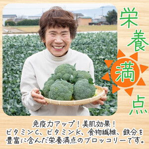 ブロッコリー 1kg 野菜 朝採れ 産地直送 鮮度抜群 サラダ 徳島県 阿波市 