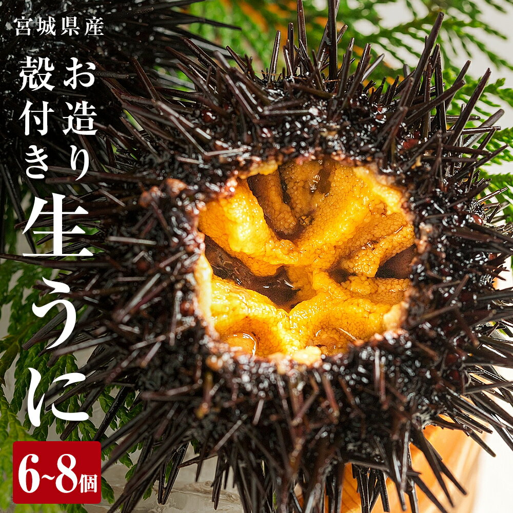 【ふるさと納税】〈先行予約〉＊6月20日以降順次発送開始予定 生うに 宮城県産 殻付き お造り 生ウニ 6個 または 8個 冷蔵 ミョウバン不使用 刺身 雲丹 殻付き 宮城県 石巻市 ウニ なまうに ムラサキウニ 厳選 三陸 順次発送 旬 新鮮 期間限定
