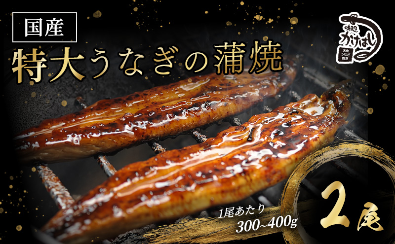 心に染みる かけはし 特大 国産 うなぎ 蒲焼き 2尾 1尾あたり300～400g 国産 鰻 美味しい 備長炭焼き ふっくら肉厚 タレ付き 贅沢 ボリューム満点 ご褒美 グルメ お取り寄せ 福岡 老舗