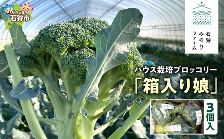 ハウス栽培 ブロッコリー「箱入り娘」3個入り｜野菜 北海道 石狩市