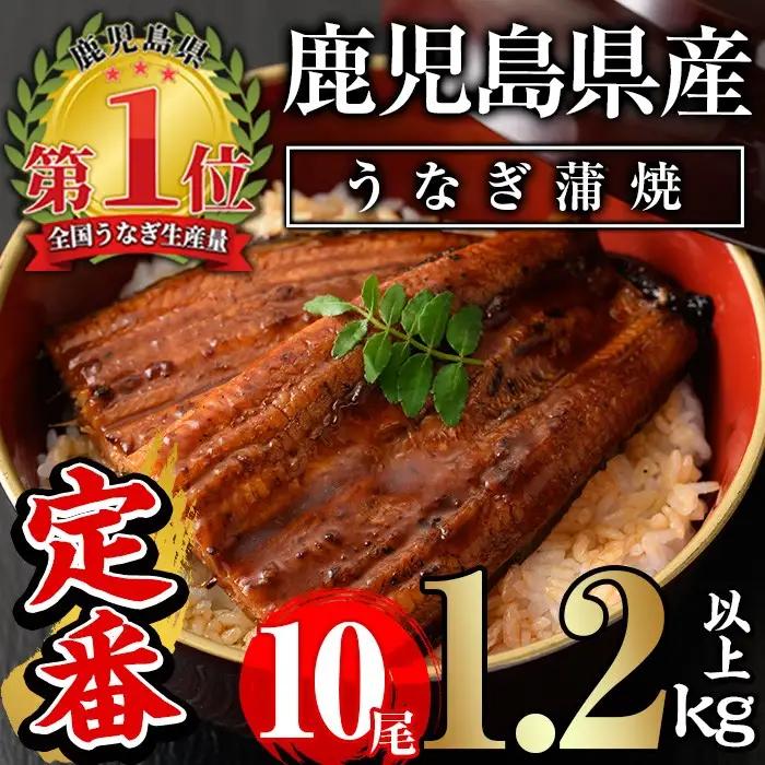 うなぎ 無投薬 鹿児島県産 ＜定番＞(計1.2kg以上・ 約120g×10尾) うなぎ 【西日本養鰻】C45