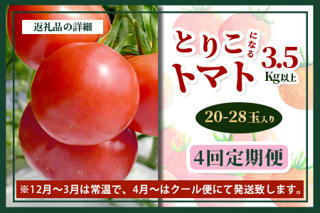 【先行予約】 たにぐちファーム とりこになるトマト 【3.5kg以上×4回定期便】【2024年12月から出荷】Ricotomato とりこになる トマト [定期便 野菜定期便 定期 野菜 トマト 新鮮