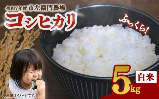 令和7年産 コシヒカリ 5kg │ 米 こめ こしひかり 茨城県産こしひかり 茨城産こしひかり 茨城こしひかり コシヒカリ ご飯 白米 精米 5キロ 2025年産 茨城県産 茨城県 つくば市