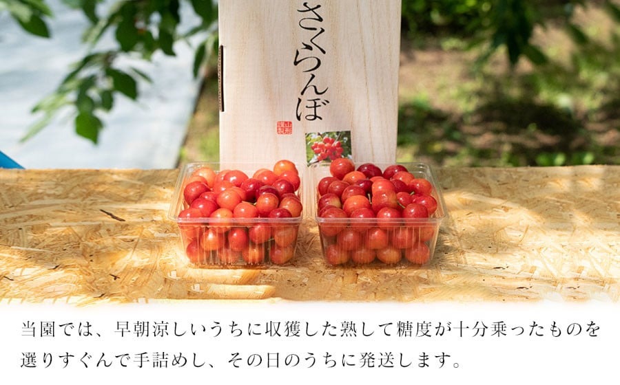 【令和7年産先行予約】紅秀峰 バラ詰め Lサイズ 1kg　もぎたて「初夏の味覚」さくらんぼ　丸忠農園