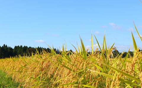 【定期便】令和5年産 極みのはえぬき 5kg×2（精米）全6回 米 お米 おこめ 山形県 新庄市 F3S-1698