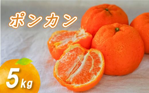 ポンカン 5kg 低農薬栽培 【2027年2月下旬から順次発送】 | 数量選択可 ぽんかん ポンカン みかん ミカン 蜜柑 柑橘 数量限定 愛媛県産 松山市 中島 低農薬 愛媛県