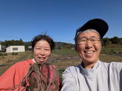 ≪訳あり≫ 栽培期間中 化学肥料・農薬不使用  キズあり サツマイモ（紅はるか）６ｋｇ 国産さつまいも 三重県 多気町 MF-01