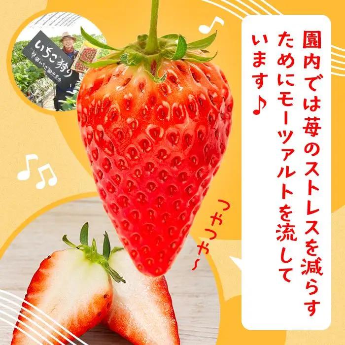 章姫（あきひめ）いちご 4P（250g×4）「末利華（まつりか）」 いちご