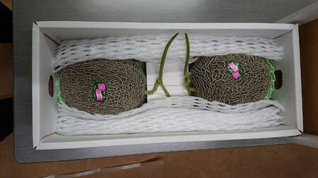 メロン 肥後グリーン 2玉【2026年5月中旬〜7月下旬頃順次発送予定】